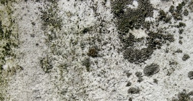 Come eliminare efficacemente muffa da cartongesso Muffa come pulirla