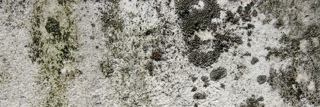 Come eliminare muffa fughe piastrelle doccia Come pulire le fughe della doccia